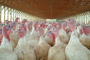 США не исключают вакцинации индеек от гриппа птиц
